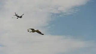 Two birds in flight with an airliner behind them